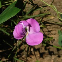 Vigna vexillata (L.) A.Rich.